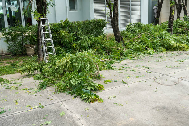 Tree Removal for Businesses in New Rockford, ND